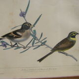 Collection of nine ornithological engravings