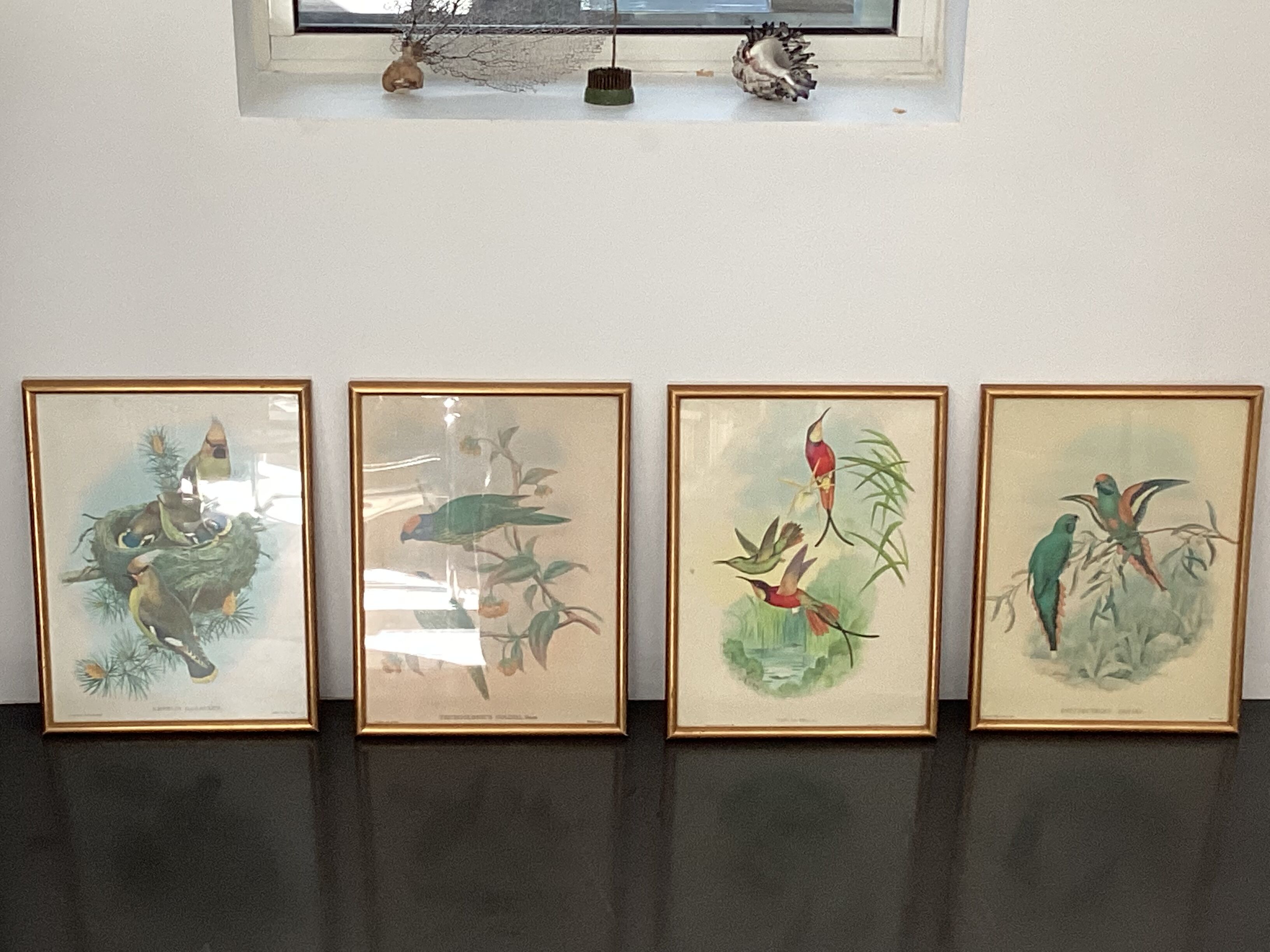 4 John Gould lithographs