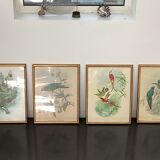 4 lithographies John Gould