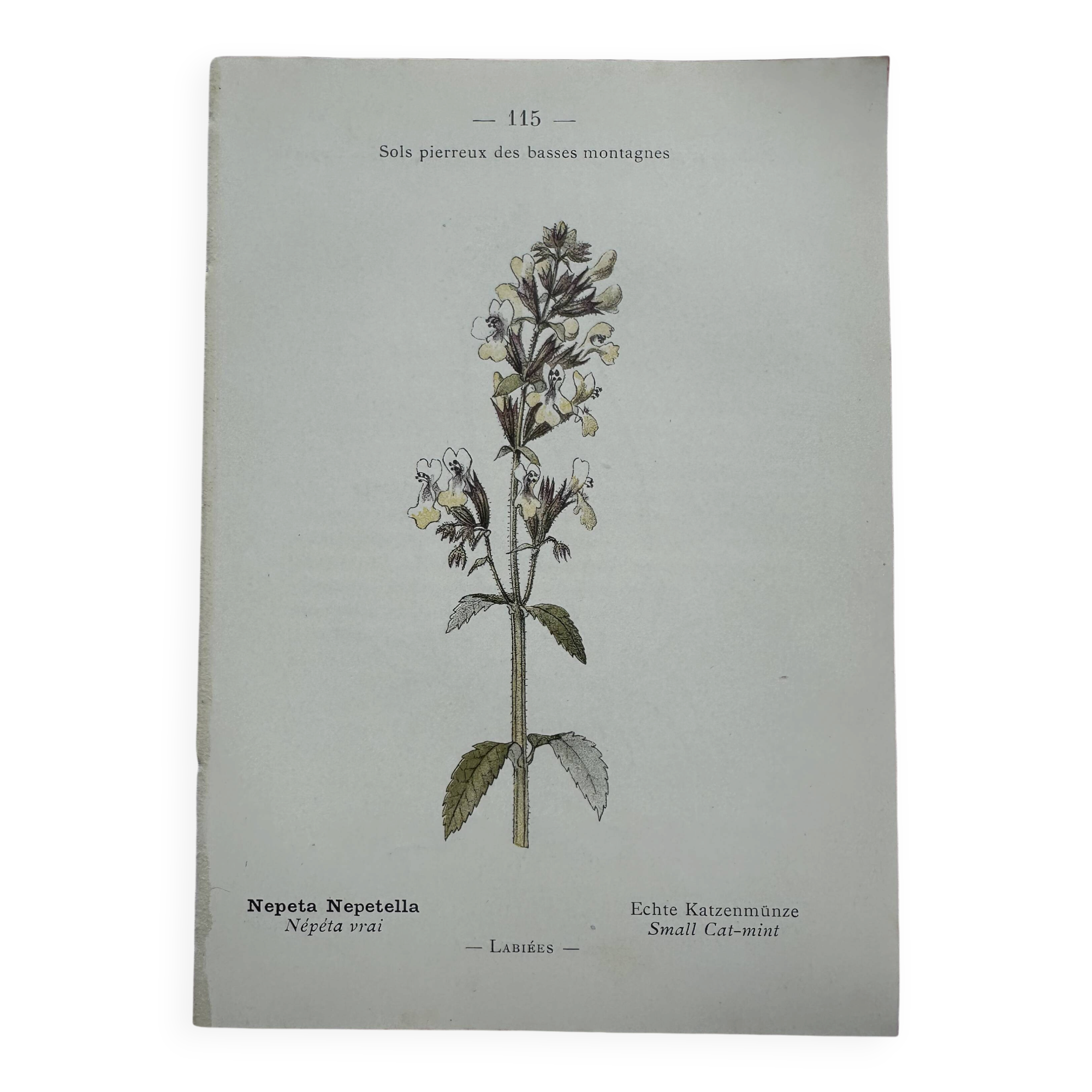 Gravure botanique planche naturaliste fleur France