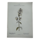 Gravure botanique planche naturaliste fleur France