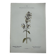 Gravure botanique planche naturaliste fleur France
