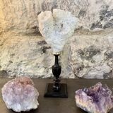 Natural white coral on a black wood base curiosity cabinet.