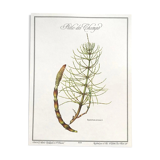 Botanical plank the Prêle des Champs