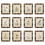 12 hand-coloured ornithological engravings from 1740 by George Edwards.