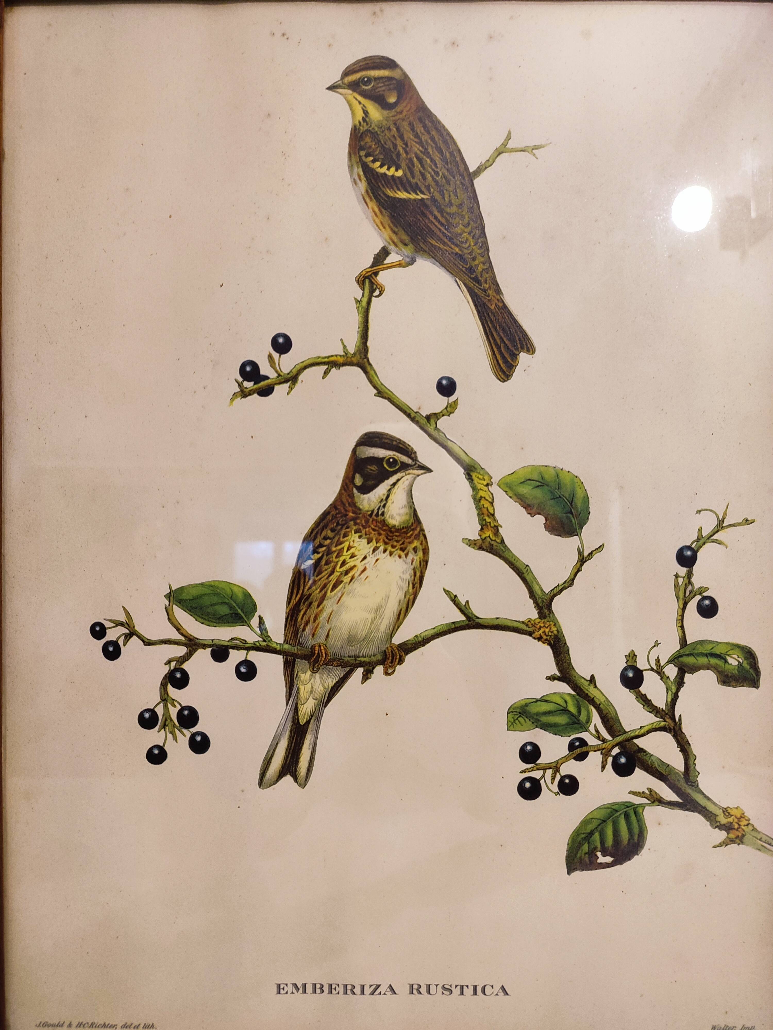 Gould lithograph enhanced hand birds