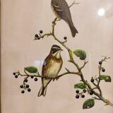 Gould lithograph enhanced hand birds