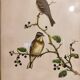 Gould lithograph enhanced hand birds