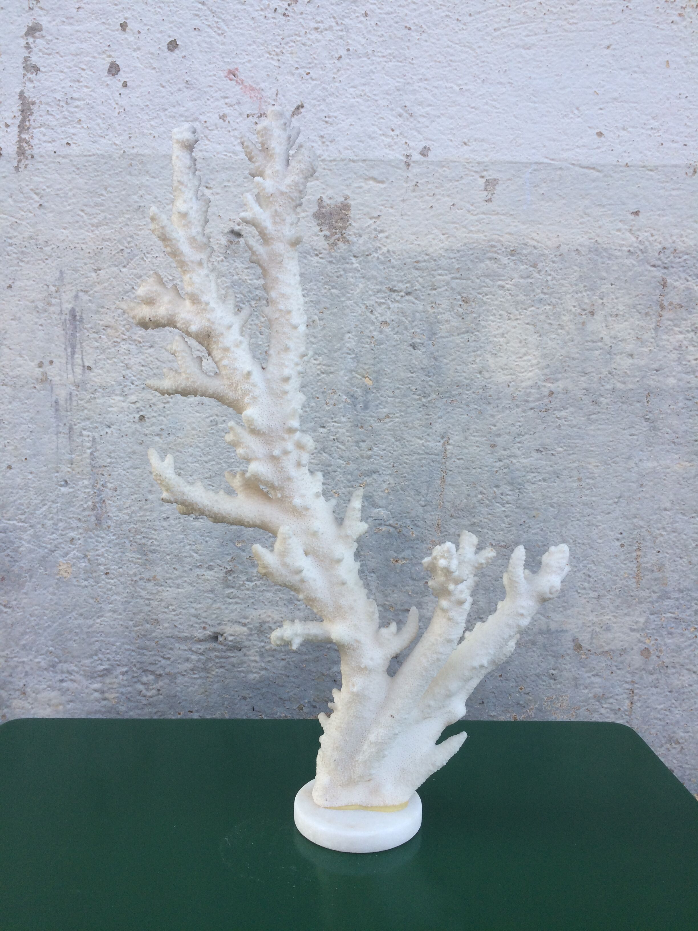 Coral branch 46 x 31 cm on alabaster marble base