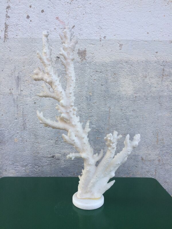 Branche de corail 46 x 31 cm sur socle marbre albâtre