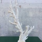 Coral branch 46 x 31 cm on alabaster marble base