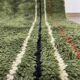 Custom Green Moroccan Carpet 200cmx300cm