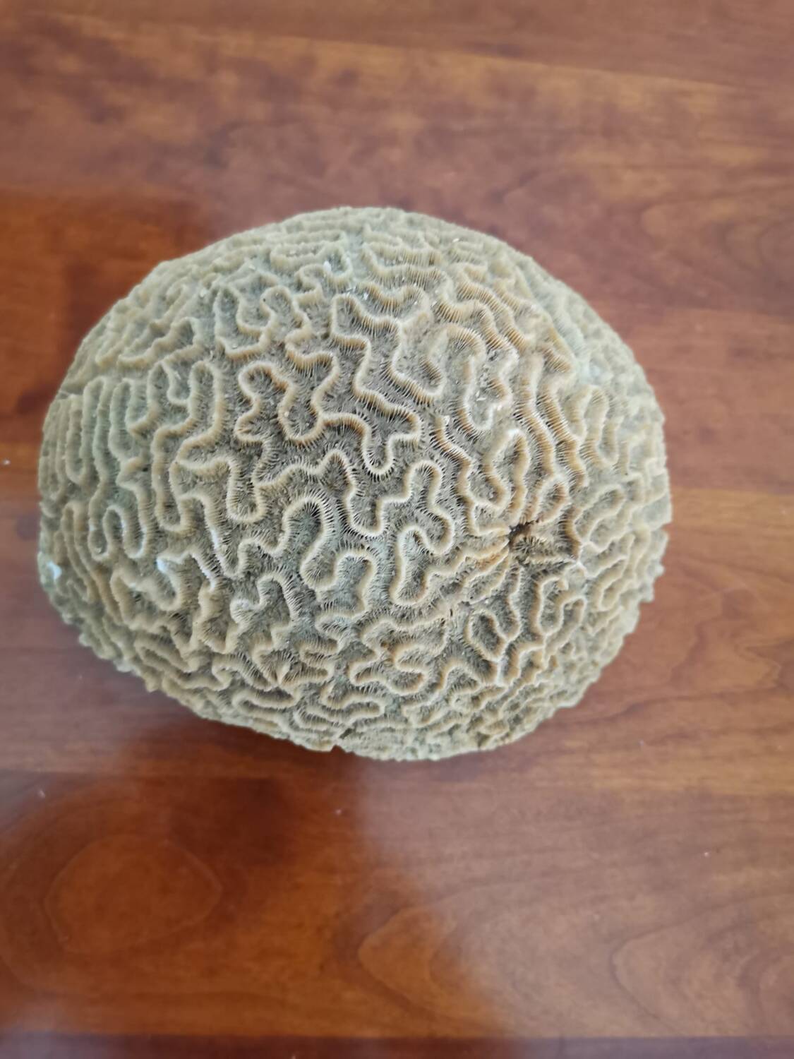 Brain coral