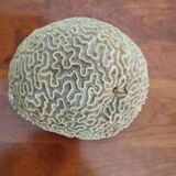 Brain coral