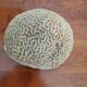 Corail cerveau