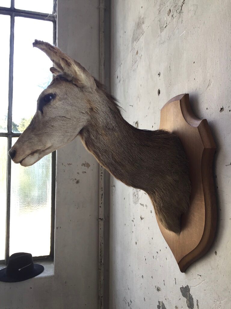 Old deer trophy