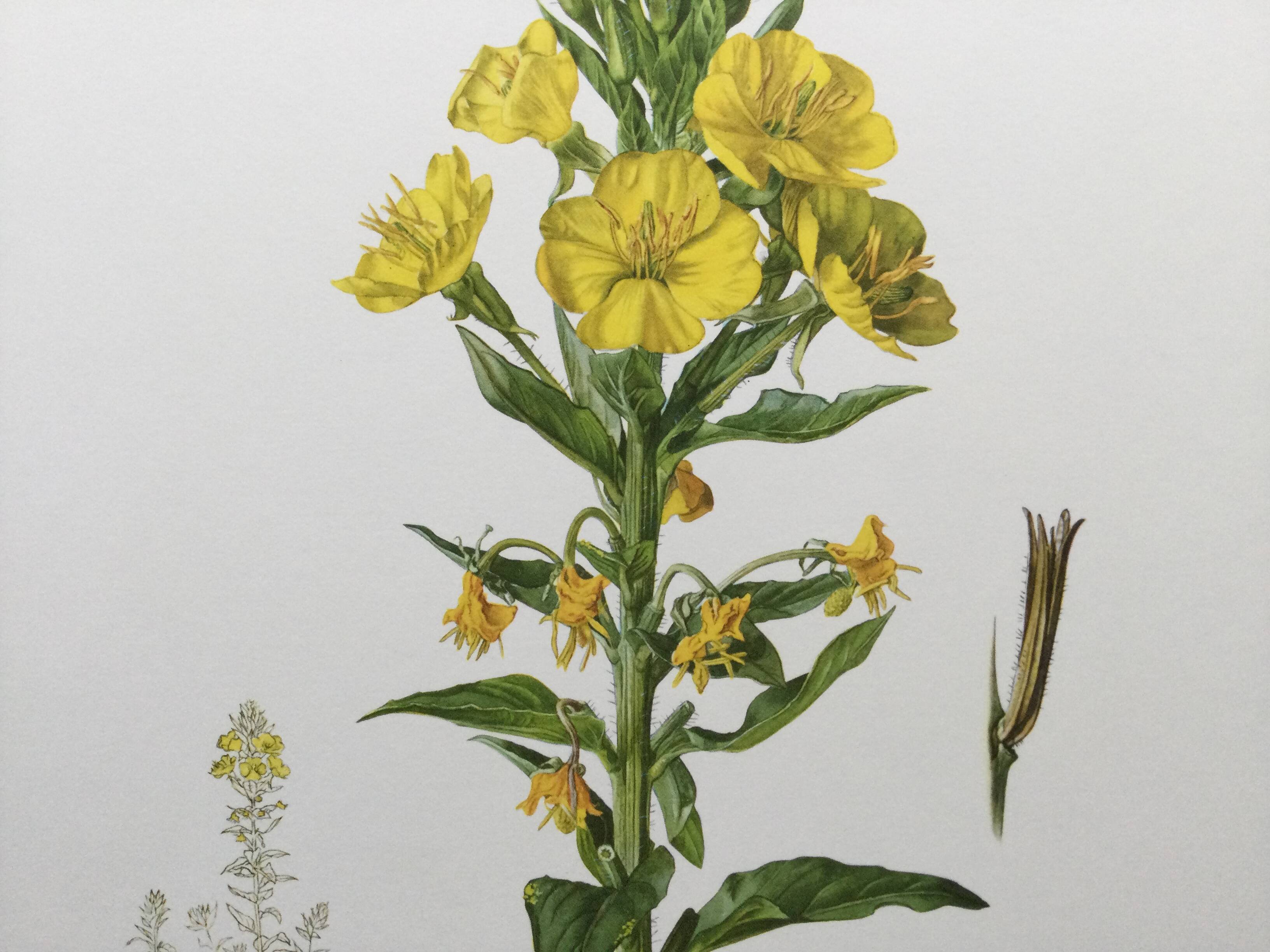 Botanical Illustration Flower Evening Primrose Vintage Print 60s