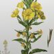 Botanical Illustration Flower Evening Primrose Vintage Print 60s
