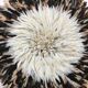 Juju hat 80cm blanc noir moucheté