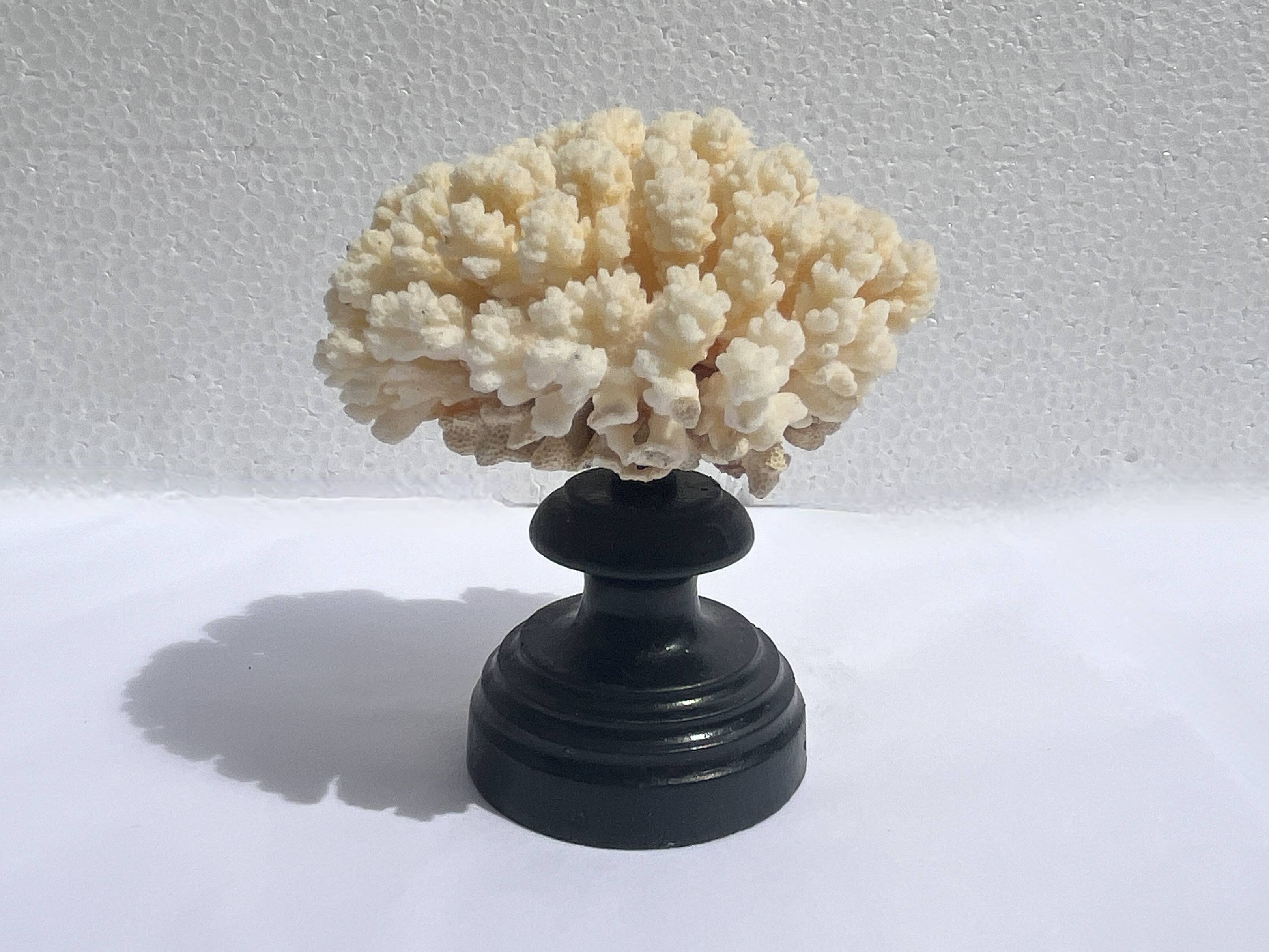 Natural white coral on wooden base turned Napoleon III 19th century cabinet of curiosities