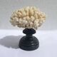 Natural white coral on wooden base turned Napoleon III 19th century cabinet of curiosities