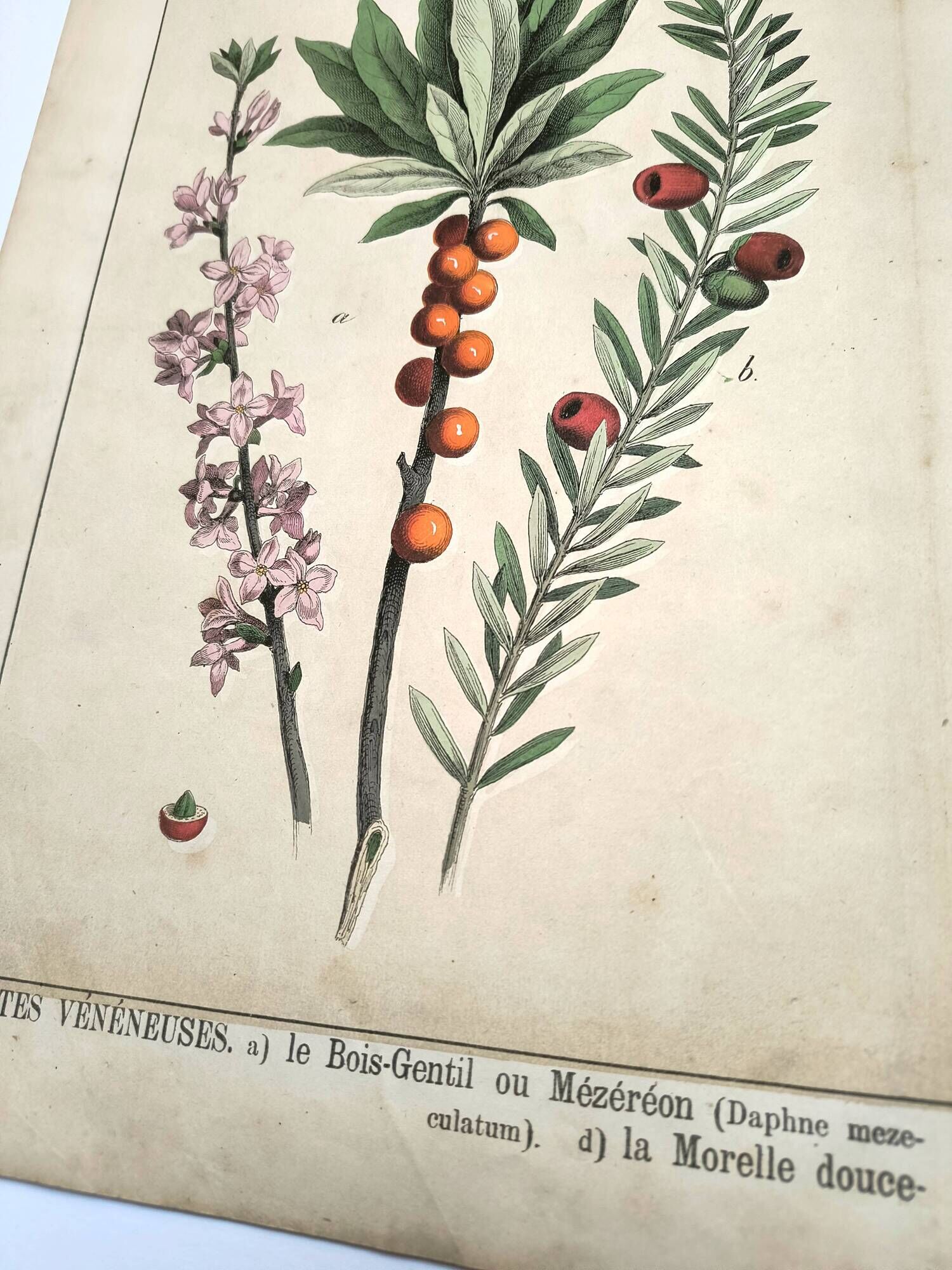 Botanical engraving from 1870 - Bois-Gentil and Yew - Lithograph of a plant