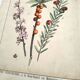 Botanical engraving from 1870 - Bois-Gentil and Yew - Lithograph of a plant