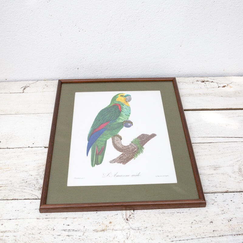 Engraving oiseua parrot the amazon male jacques barraband