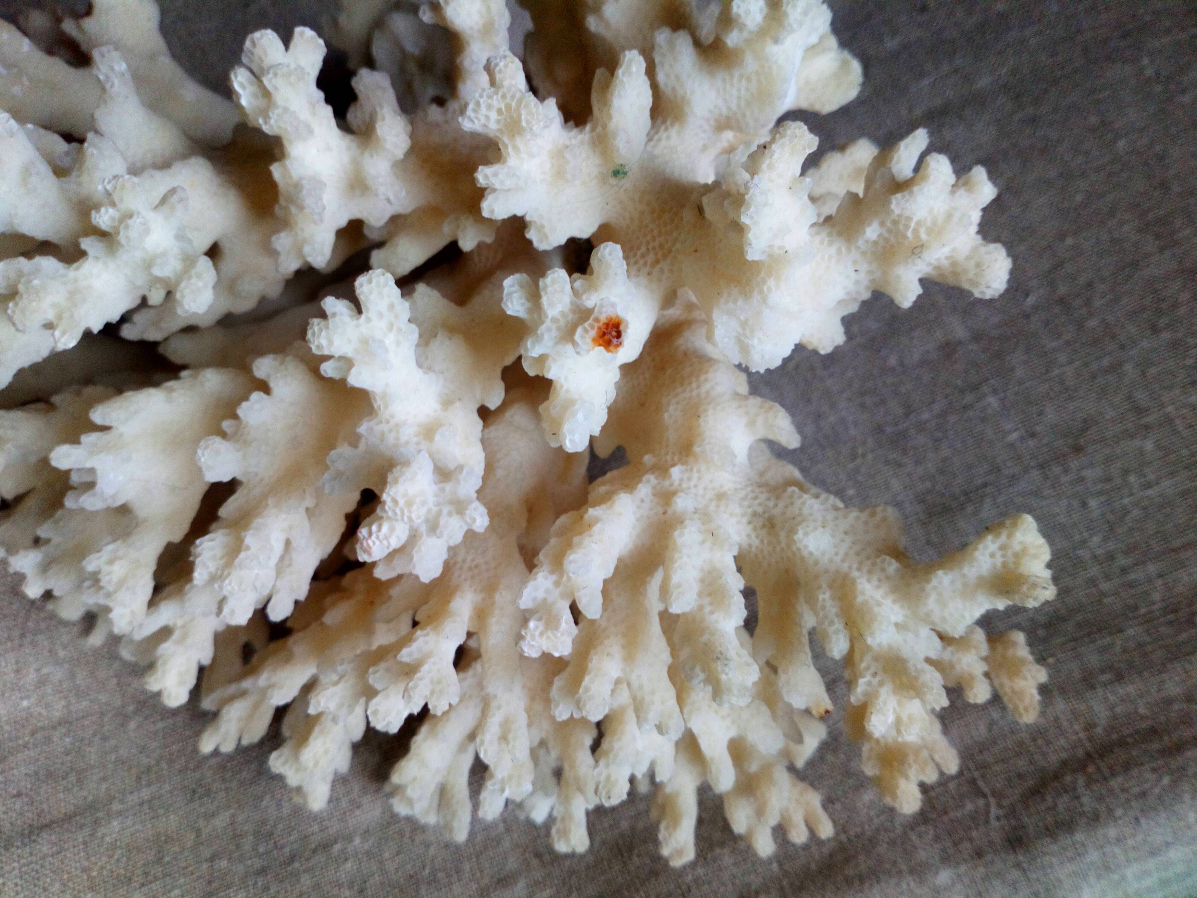 Ancient white coral bouquet
