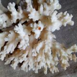 Ancient white coral bouquet