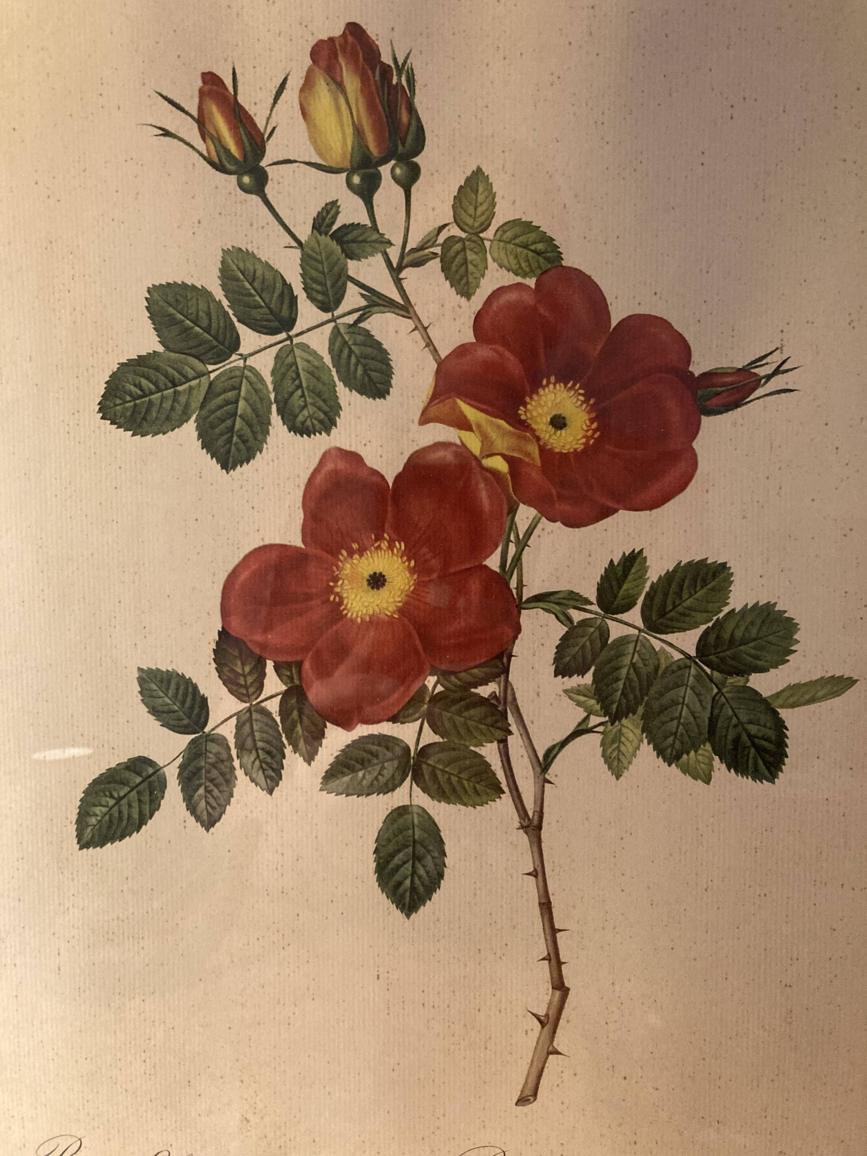 Set of two lithographs Rose Redfearé