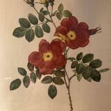 Lot de deux lithographies Rose Redouté