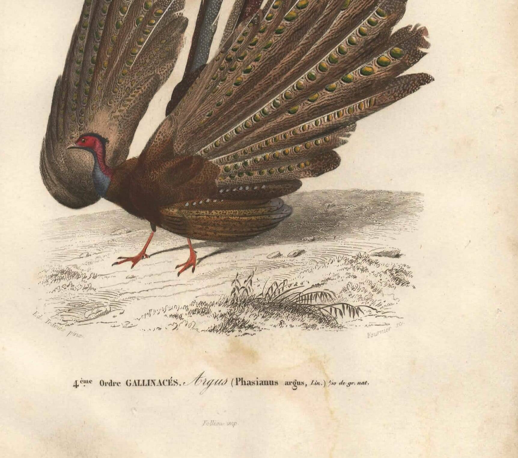 Antique engraving 1849 - Argus by E. Travies, Asia, pheasant, seduction