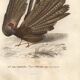 Antique engraving 1849 - Argus by E. Travies, Asia, pheasant, seduction