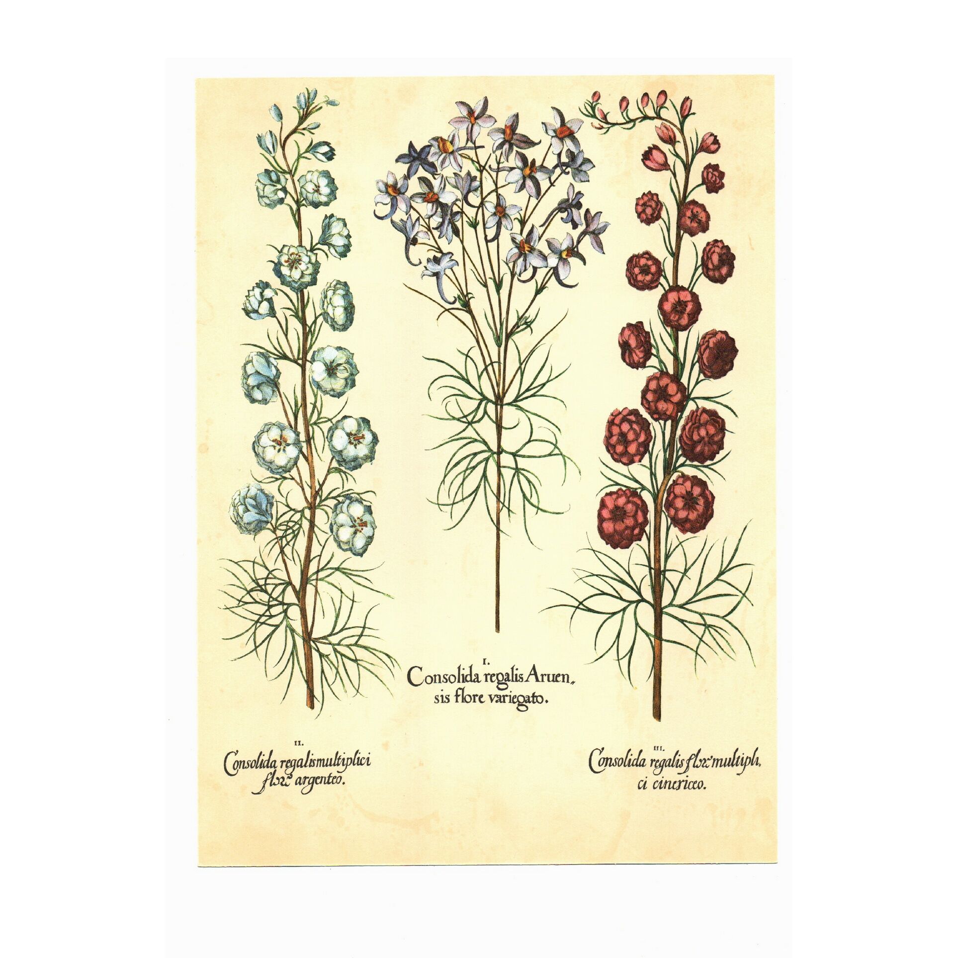 Old illustration 1959 - Maryland Spigelia. Botanical plate, flower.