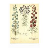 Old illustration 1959 - Maryland Spigelia. Botanical plate, flower.