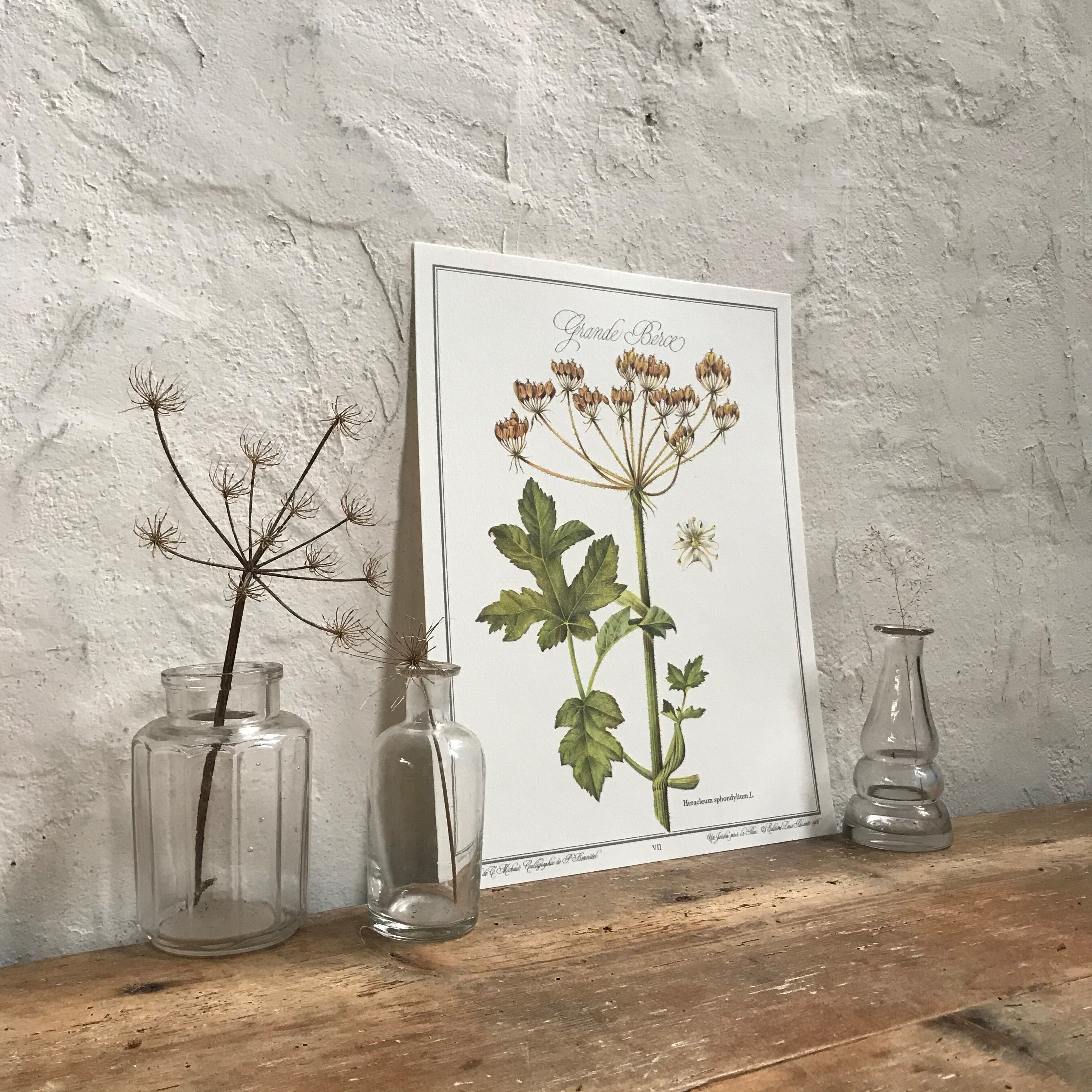 Botanical plank the Grande Berce