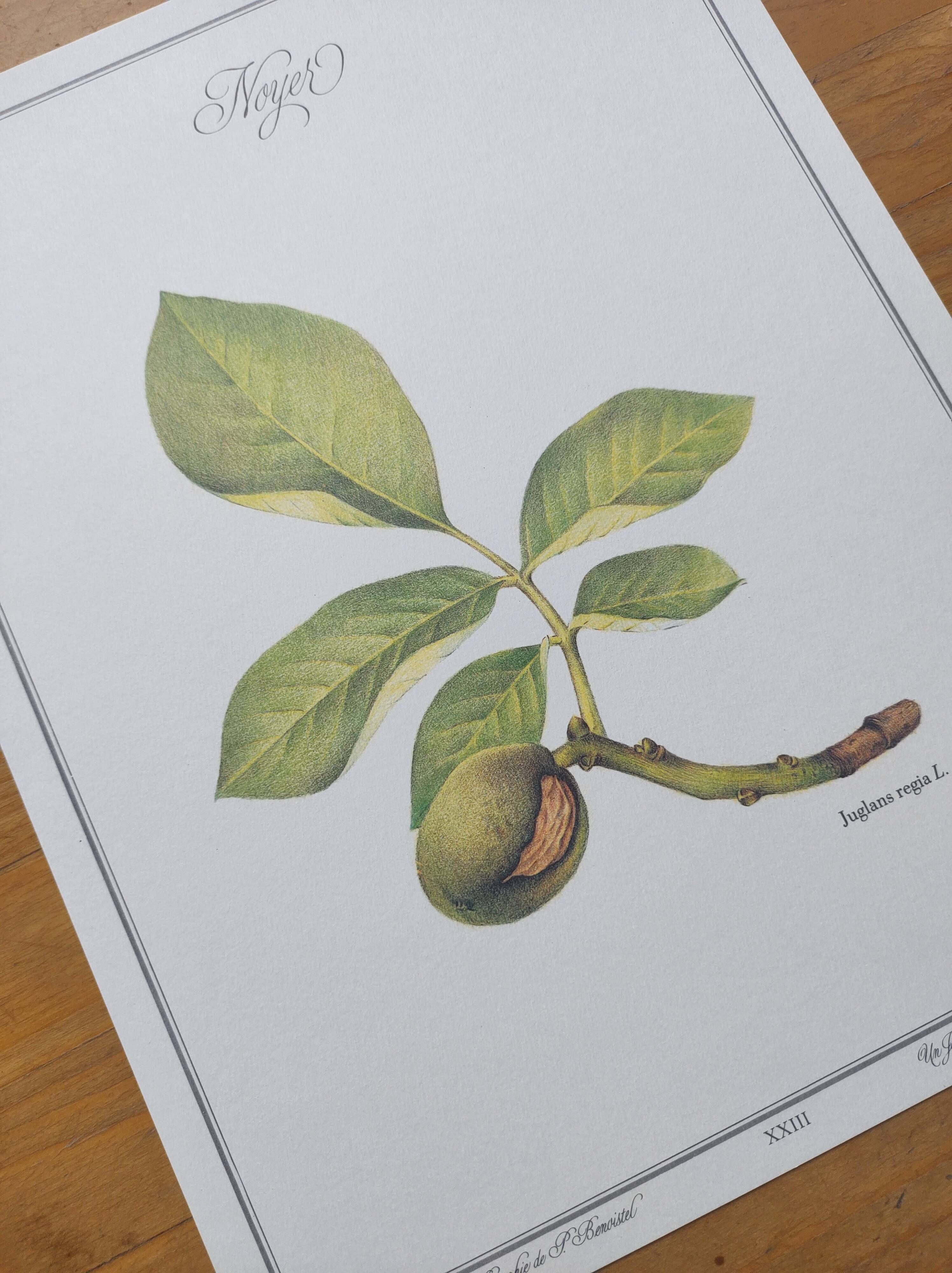 Botanical engraving -Walnut- Illustration of medicinal plants and herbs. Pastels by C. Michaut