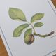 Botanical engraving -Walnut- Illustration of medicinal plants and herbs. Pastels by C. Michaut