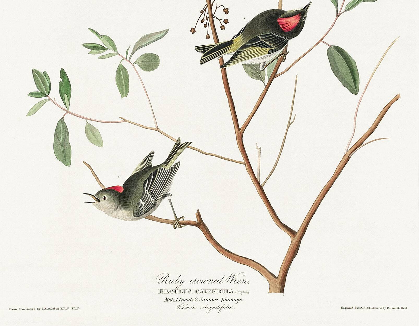 Poster of the Ruby-crowned Kinglet, after an old engraving