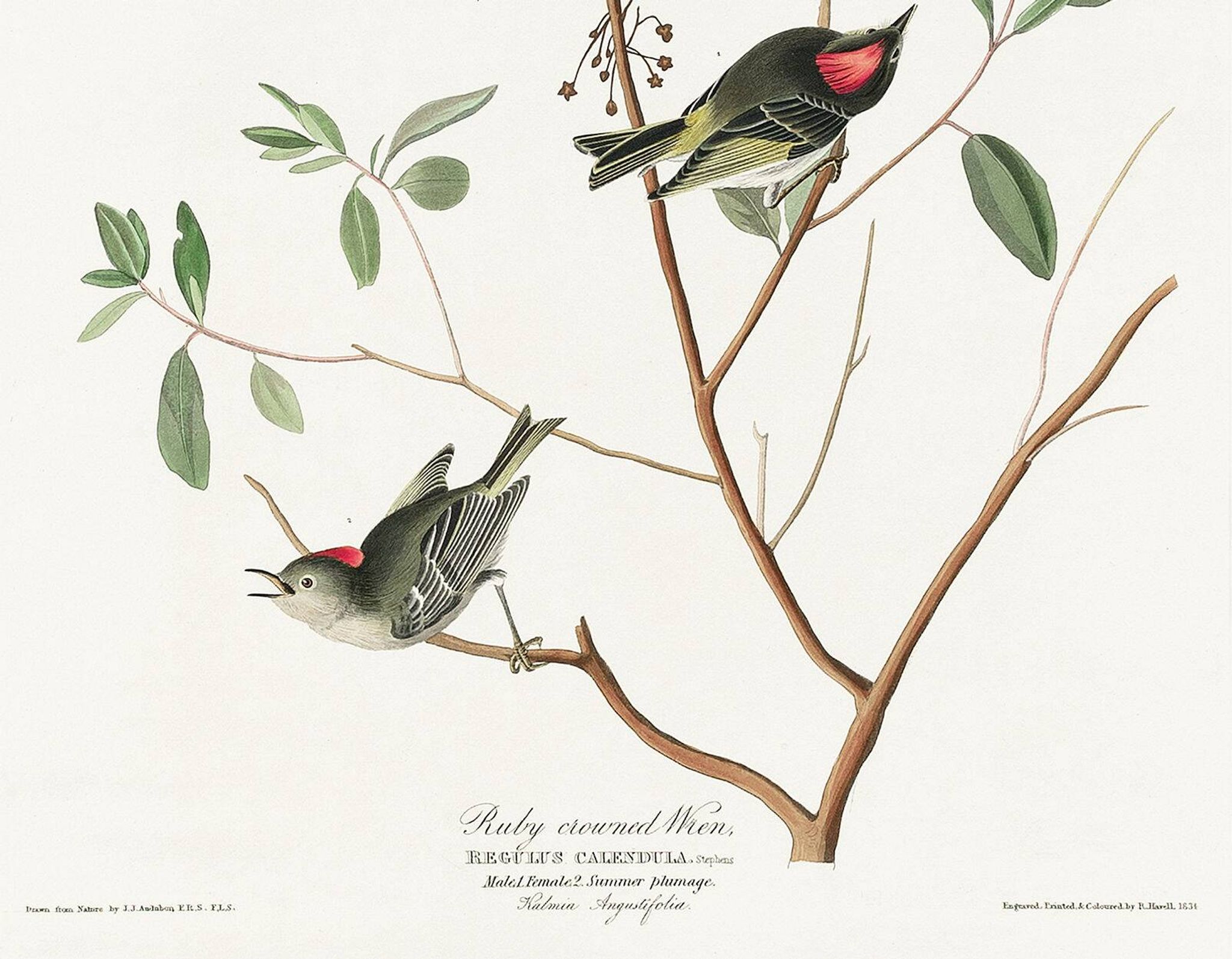 Poster of the Ruby-crowned Kinglet, after an old engraving