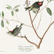 Poster of the Ruby-crowned Kinglet, after an old engraving