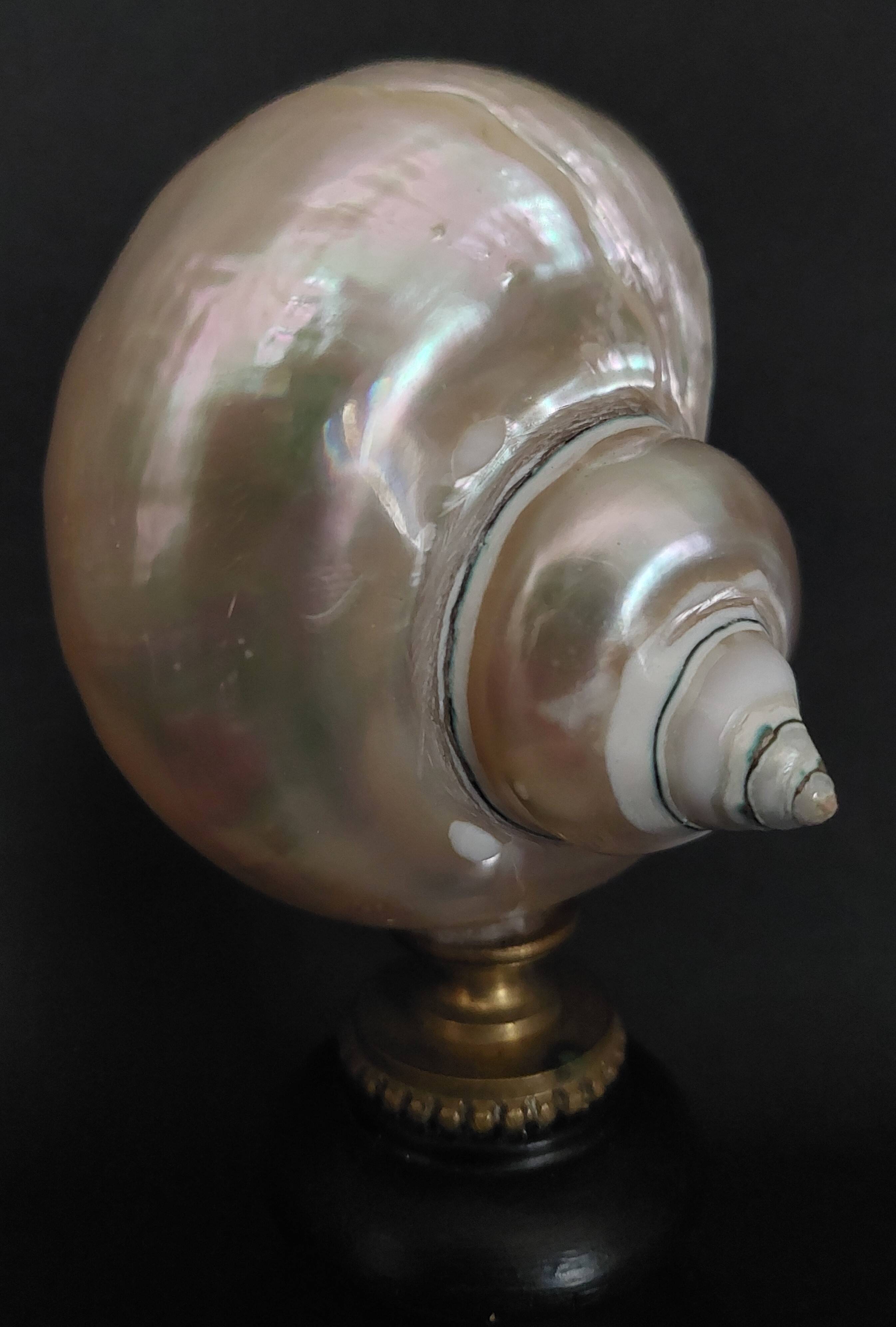 Cabinet of Curiosities, pearly turbo imperialis shell on base