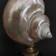 Cabinet of Curiosities, pearly turbo imperialis shell on base