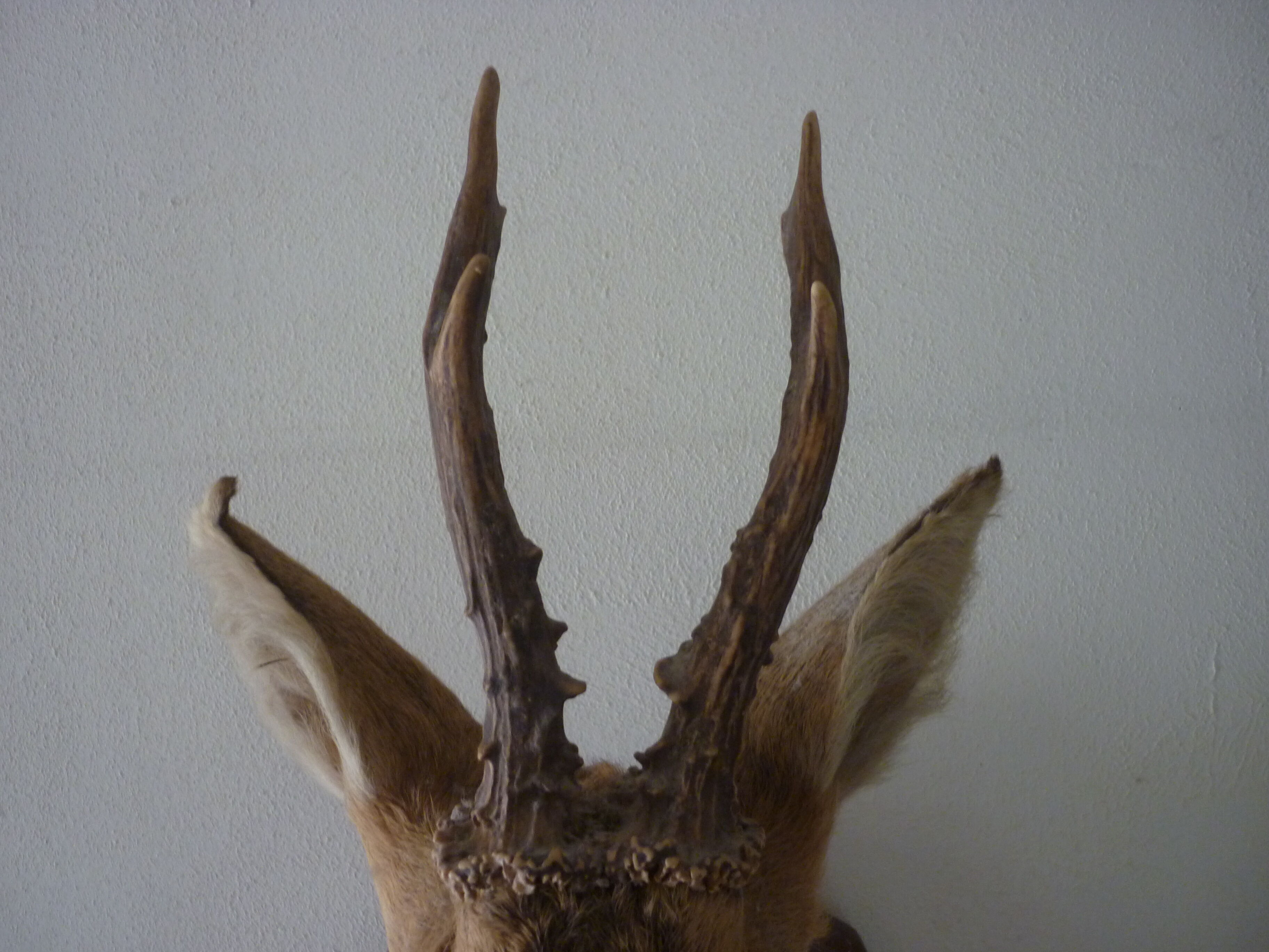 Trophee hunts deer head