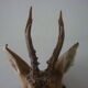 Trophee hunts deer head