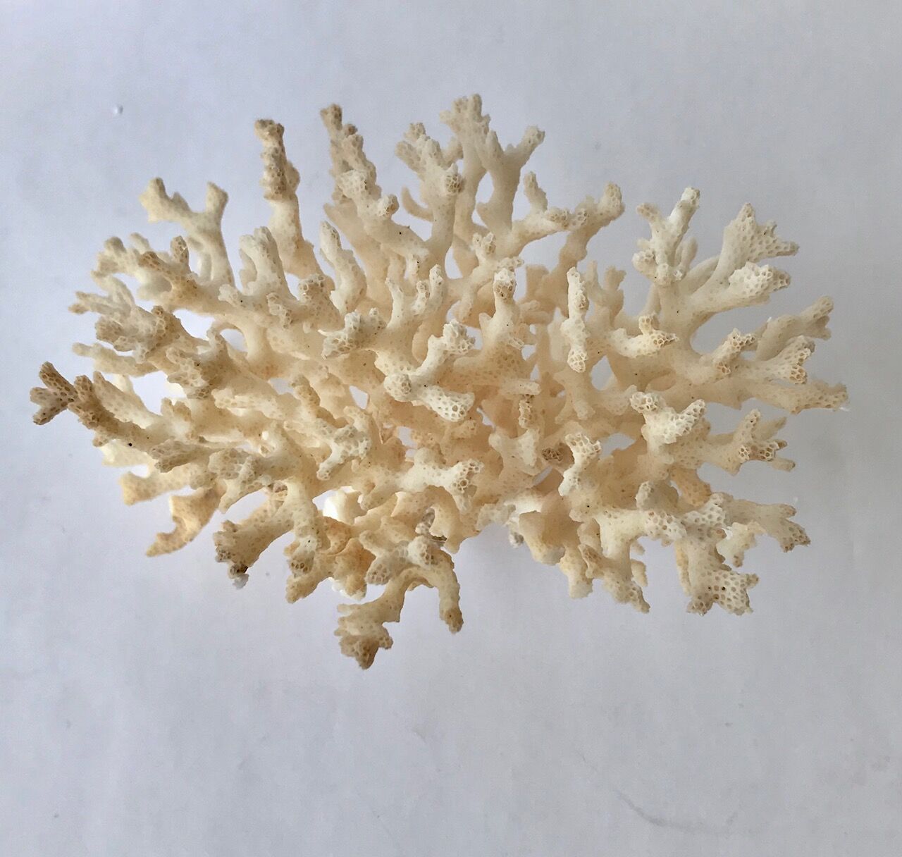 Coral branch bush