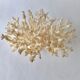 Coral branch bush