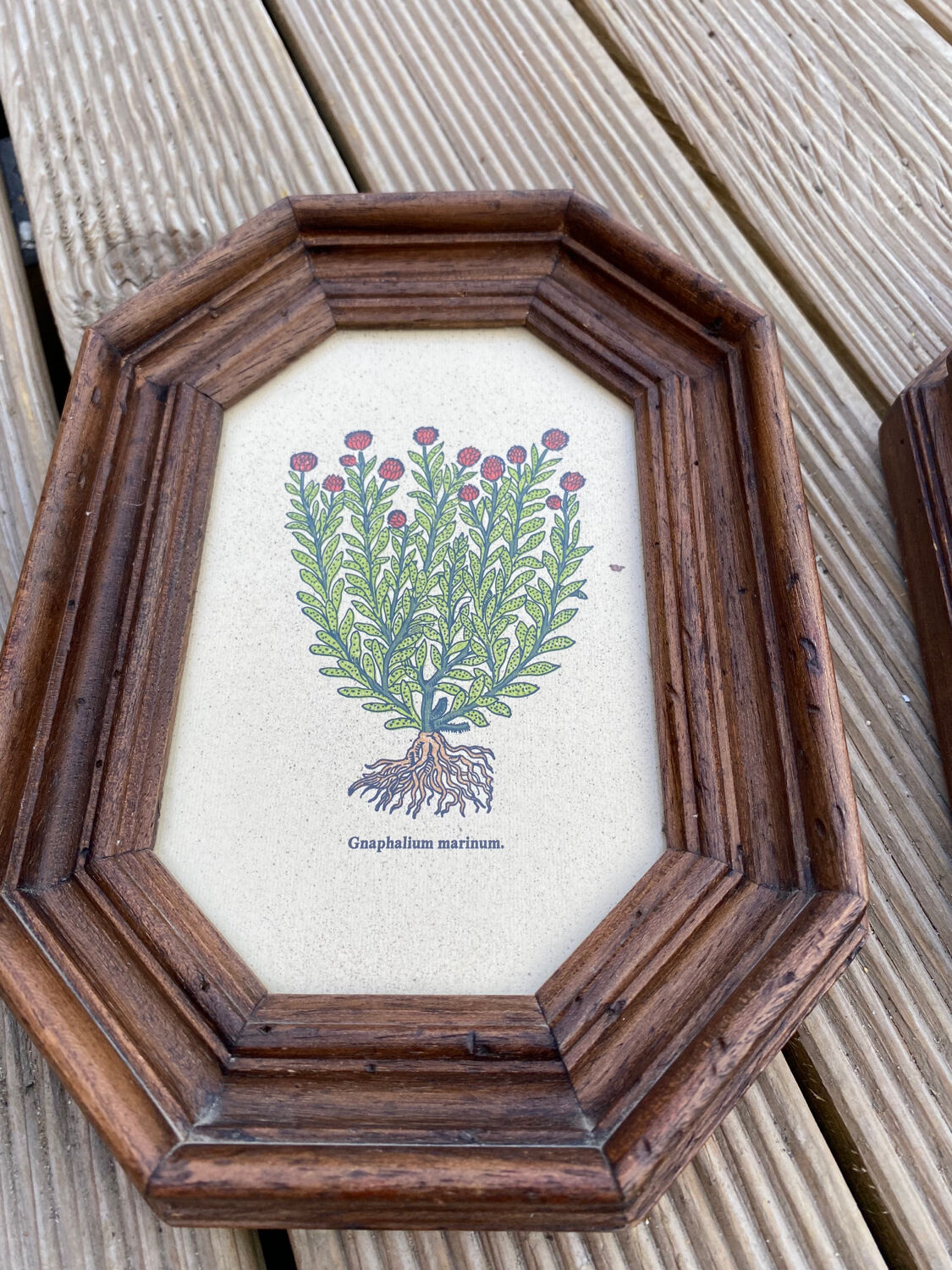 Duo botanical boards