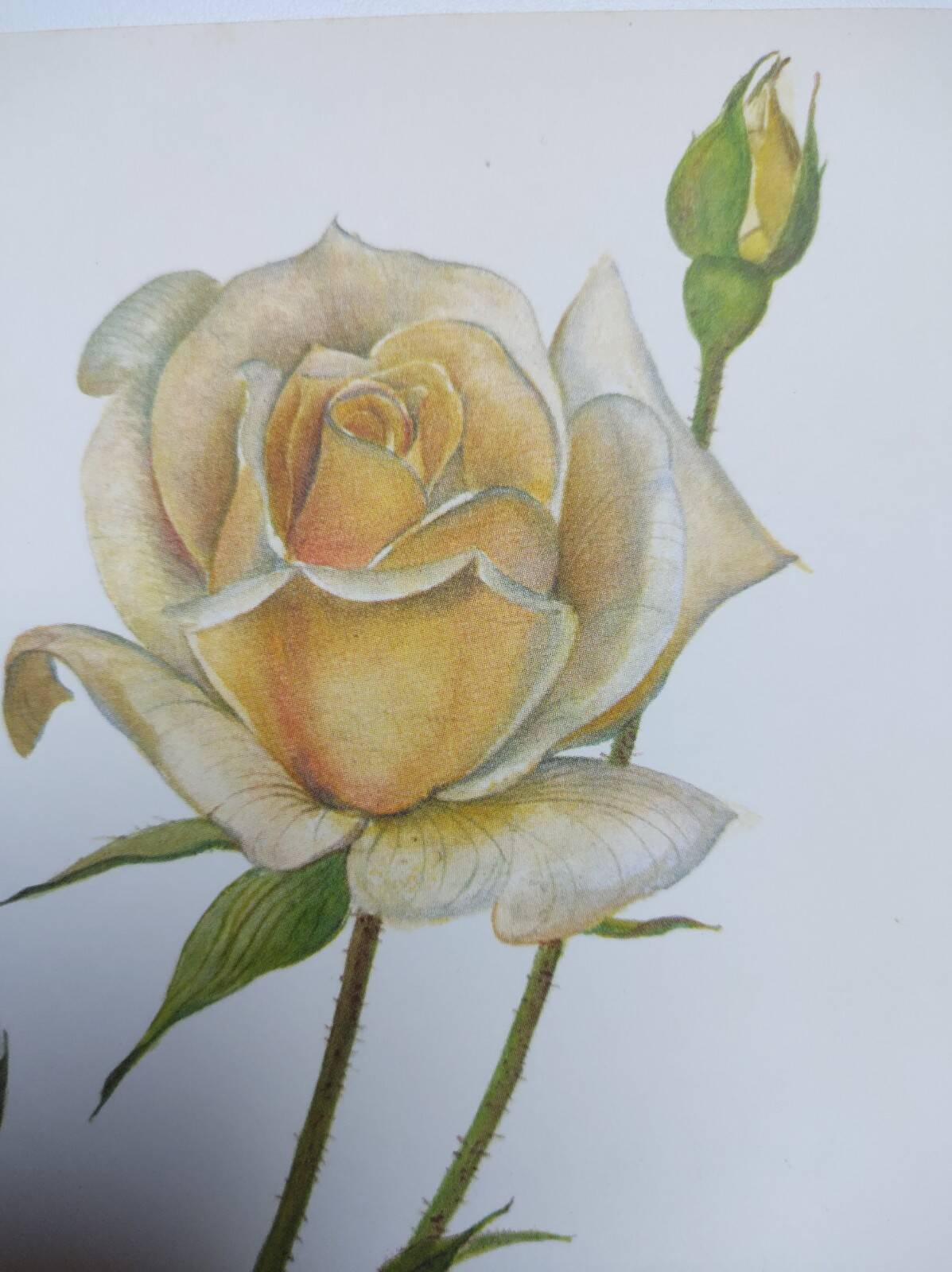 Illustration botanique de 1968 Joanna Hill - Planche Vintage fleur et rose